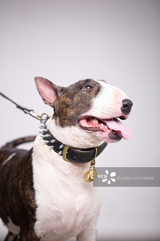 牛头梗室内纯色背景照片图片素材