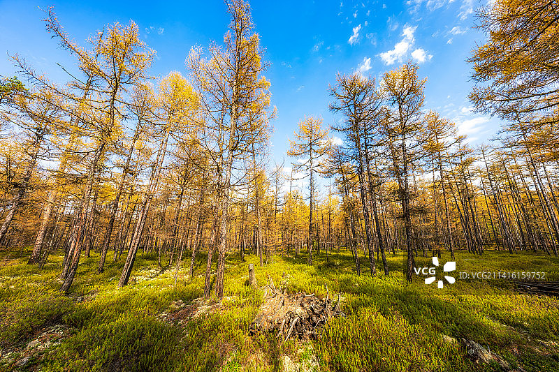 内蒙古呼伦贝尔市额尔古纳市莫尔道嘎国家森林公园原始森林秋季户外风光图片素材