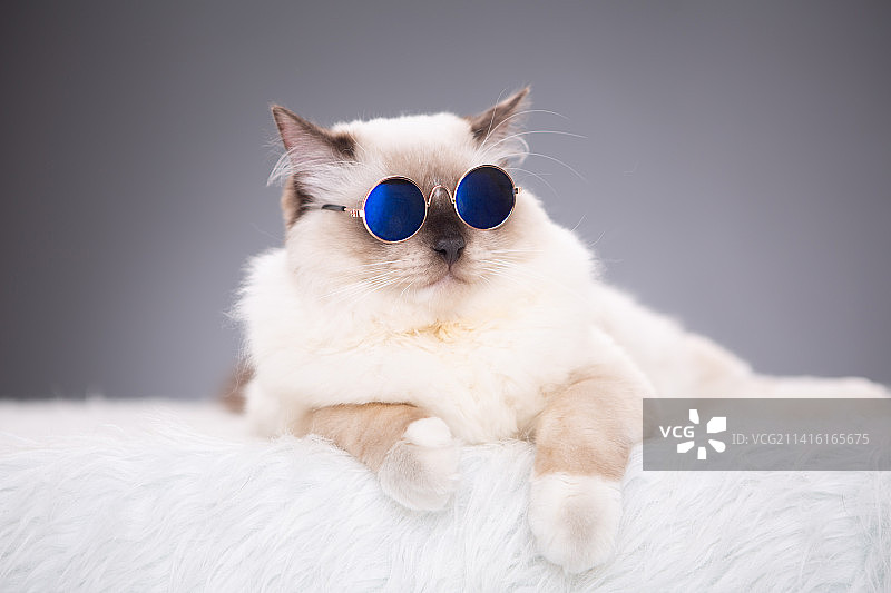 布偶猫内景纯色背景照片图片素材