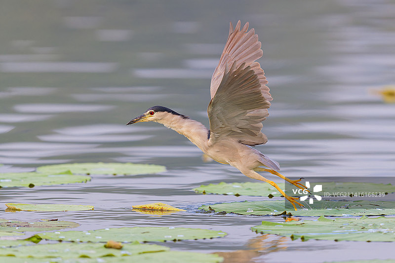 一只成年夜鹭从荷叶上展翅高飞图片素材