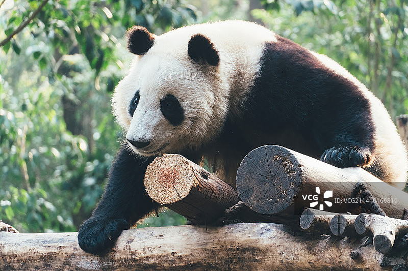 成都大熊猫繁育研究基地大熊猫和叶图片素材