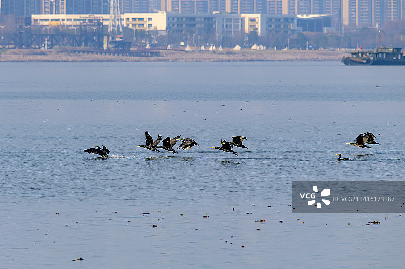 长江边的鸬鹚图片素材