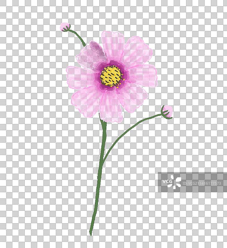 大波斯菊图片素材