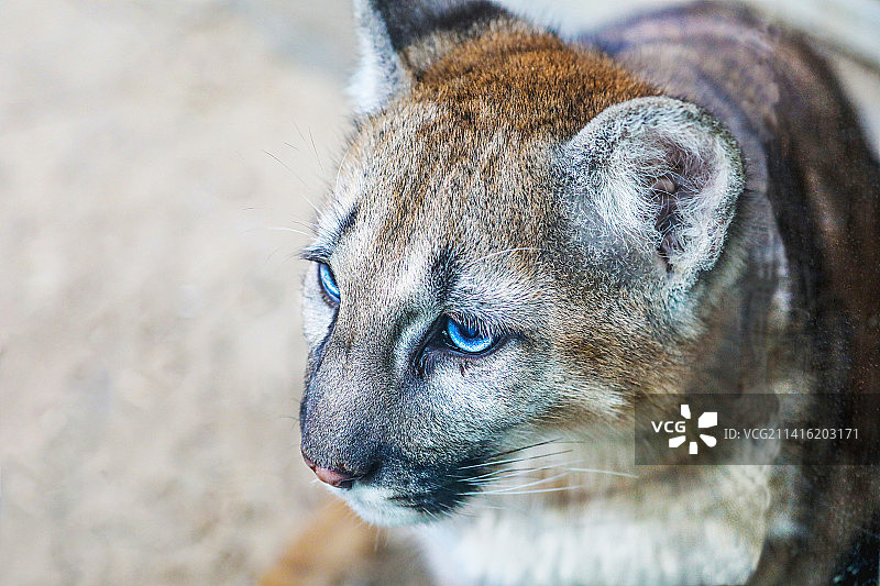 美洲狮图片素材