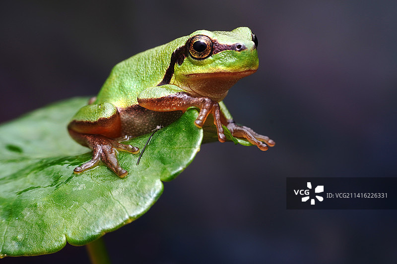 向往美好（树蛙）图片素材