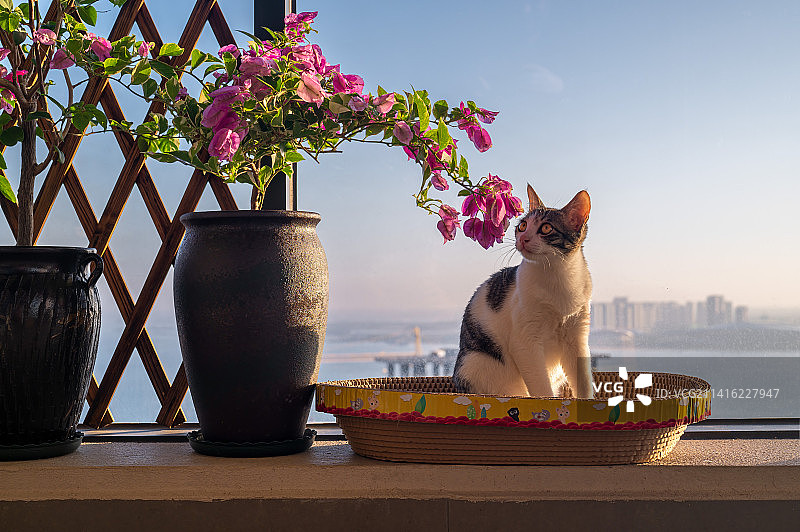 在阳台上晒太阳的小猫咪图片素材