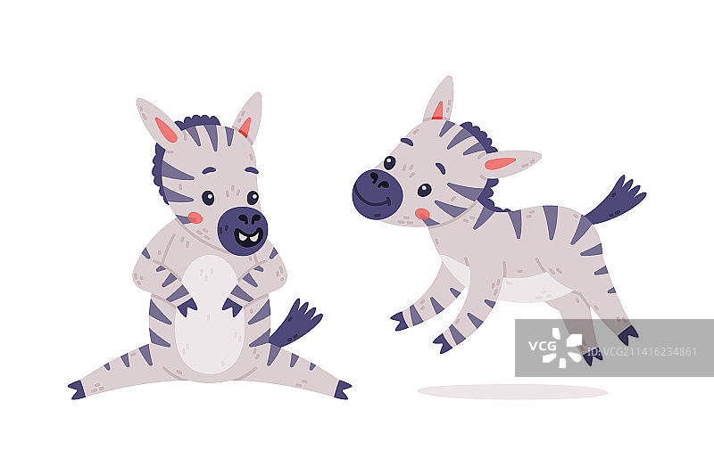 穿着黑白条纹外套的有趣斑马图片素材