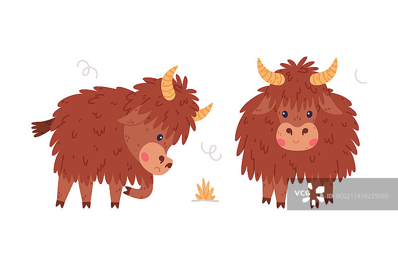 毛发浓密犄角可爱的牦牛图片素材
