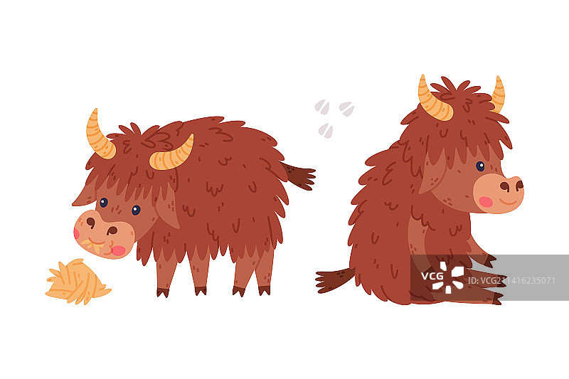 毛发浓密犄角可爱的牦牛图片素材