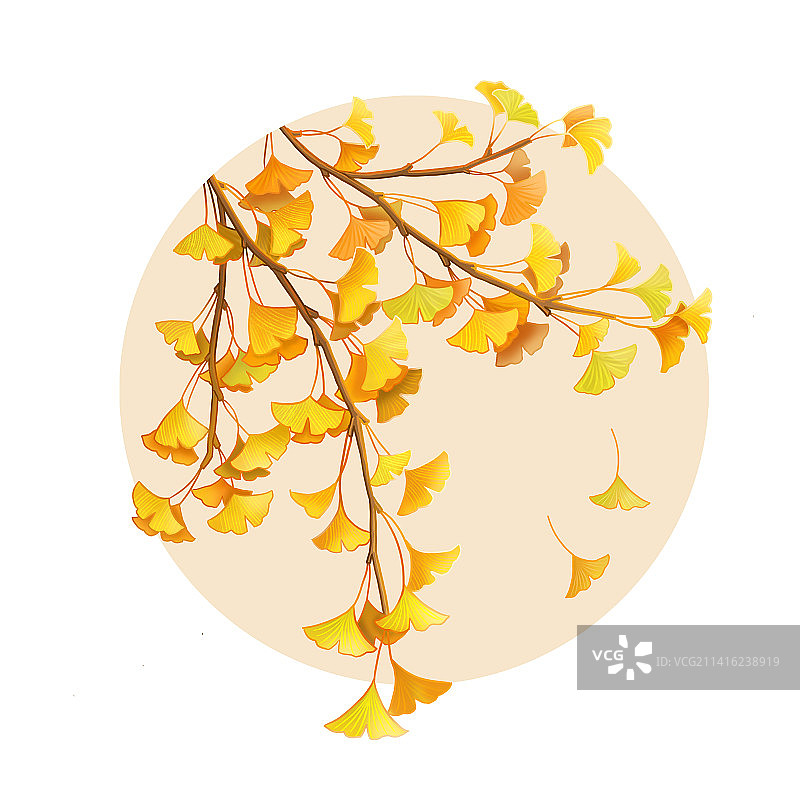 秋天的银杏叶图片素材