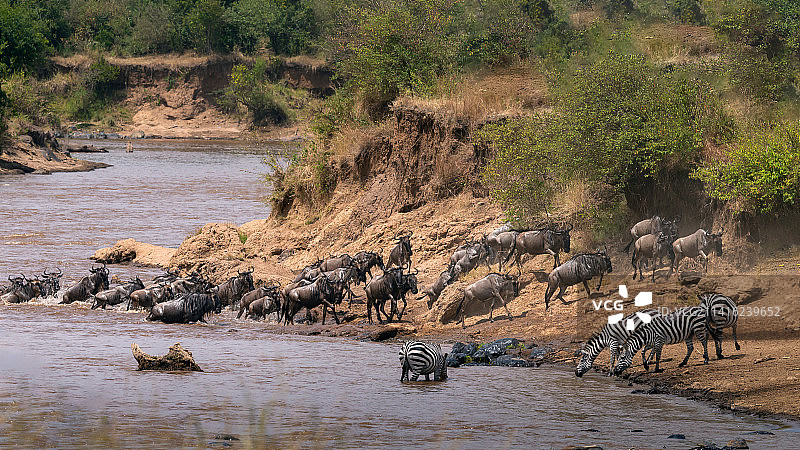角马过河图片素材