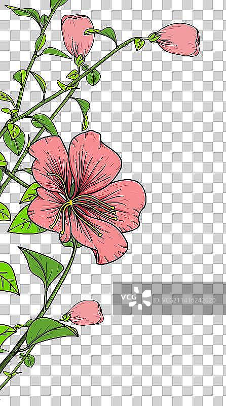 木槿花图片素材