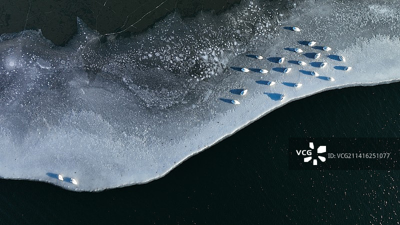 北京怀柔水库冬至大天鹅航拍图片素材