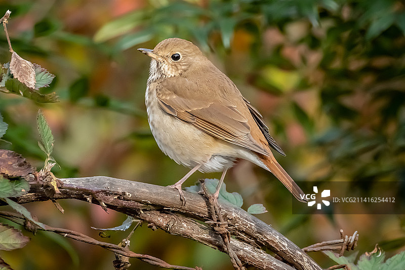 隐士鸫图片素材