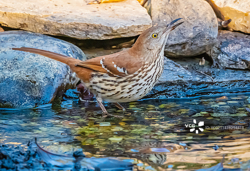 棕色长尾鸫图片素材