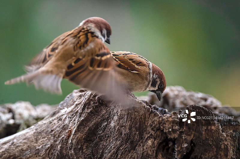 别来烦我•麻雀图片素材