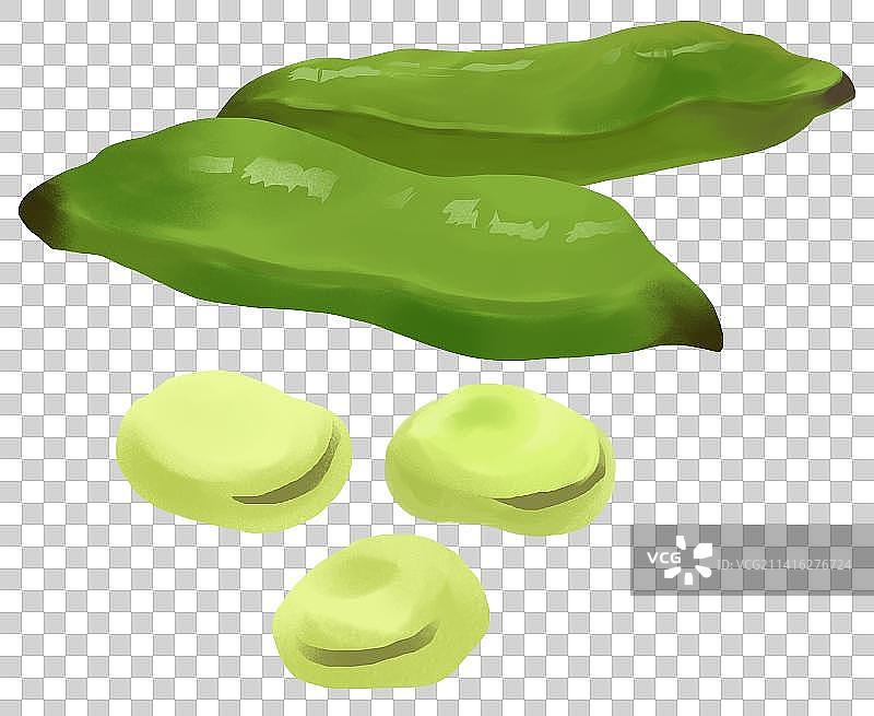 农作物食物食材蔬菜蚕豆兰花豆元素科普插画图片素材