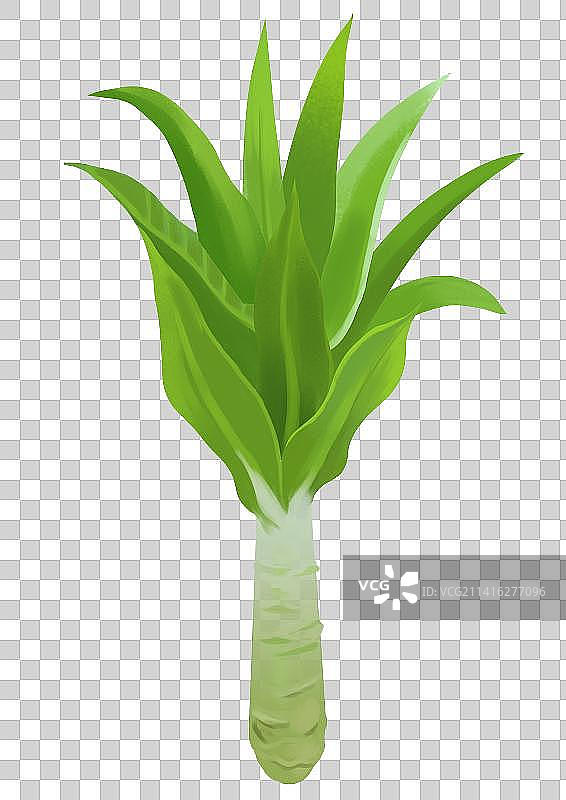 莴苣莴笋食物食材粮食农作物蔬菜叶子元素插画图片素材