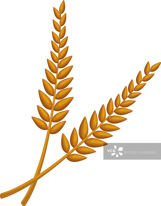 金色大麦穗图片素材