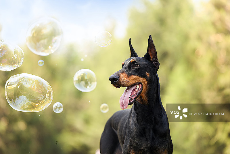 花海中的杜宾犬图片素材
