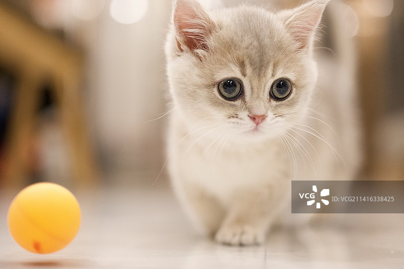 玩乒乓球的小猫咪图片素材