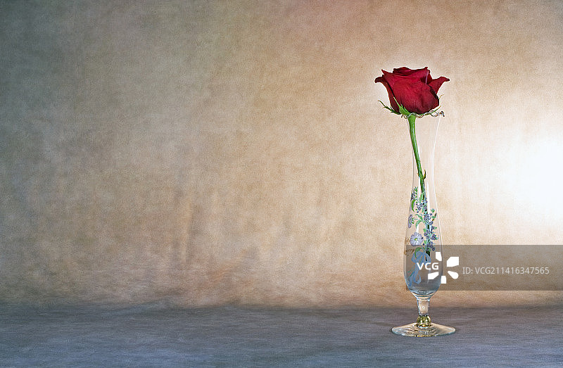 长笛中的一支玫瑰图片素材