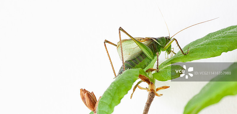 趴在树叶上的翠绿色的扎嘴蝈蝈图片素材