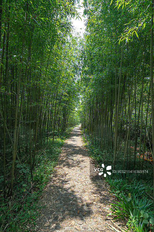 竹林中间的道路图片素材