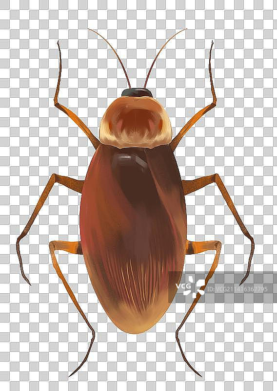 蟑螂害虫有害昆虫爬虫标本元素插画图片素材