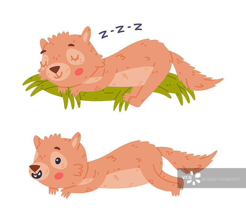 有着漂亮口鼻的可爱小非洲地松鼠图片素材