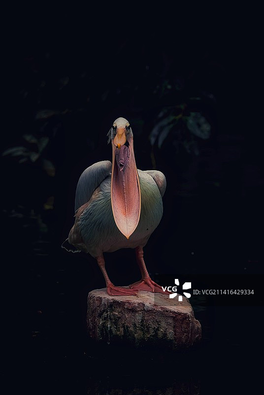 晒大嘴的鹈鹕图片素材