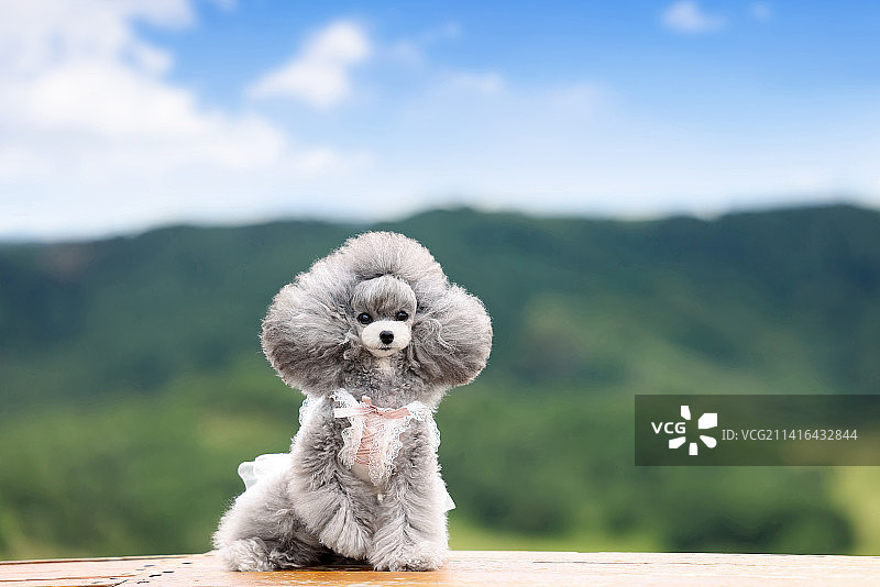 可爱的贵宾犬图片素材