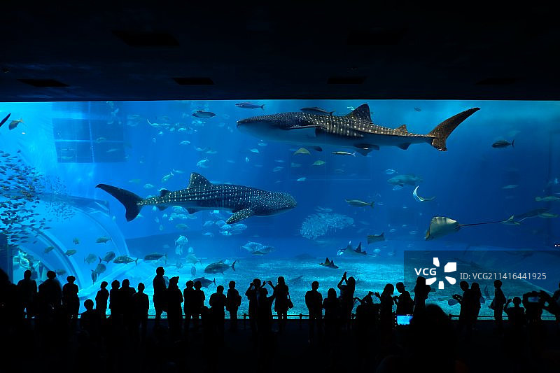 水族馆鲸鲨图片素材
