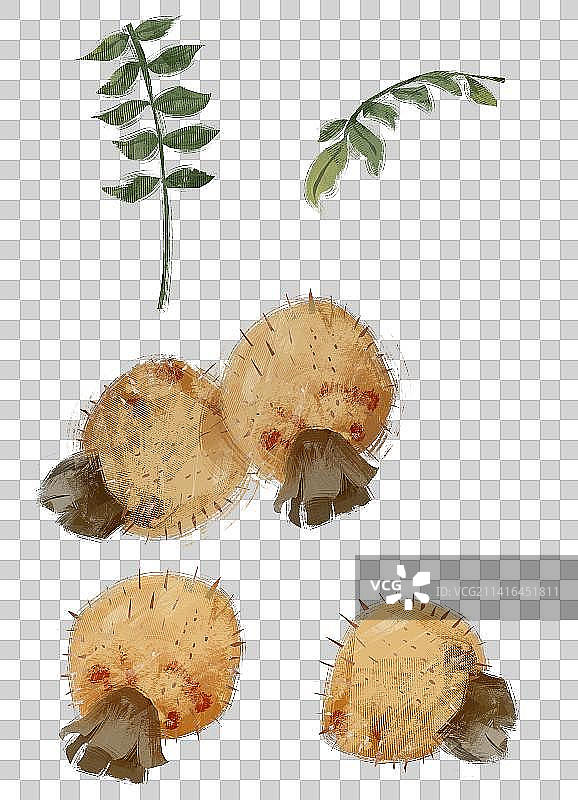 刺梨插画元素图片素材