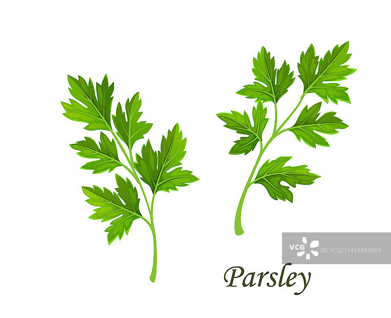 蓬勃的欧芹，香菜或芫荽图片素材