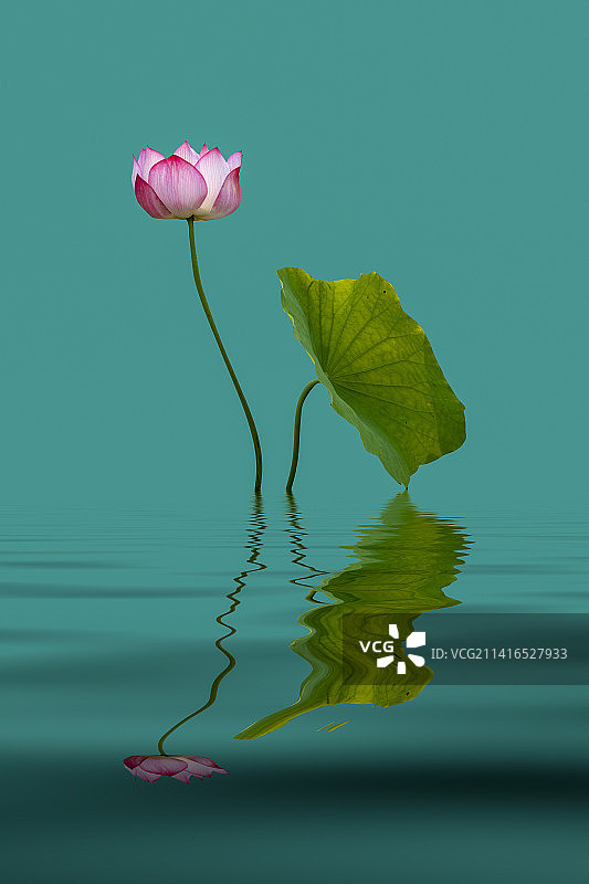 《濯清涟而不妖～荷之美》图片素材