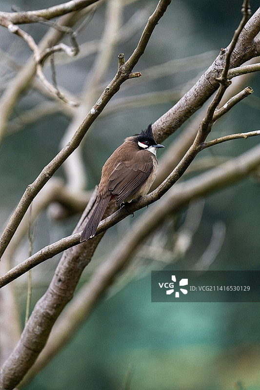 枝头上的小鸟图片素材