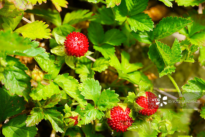 红色野果蛇莓图片素材