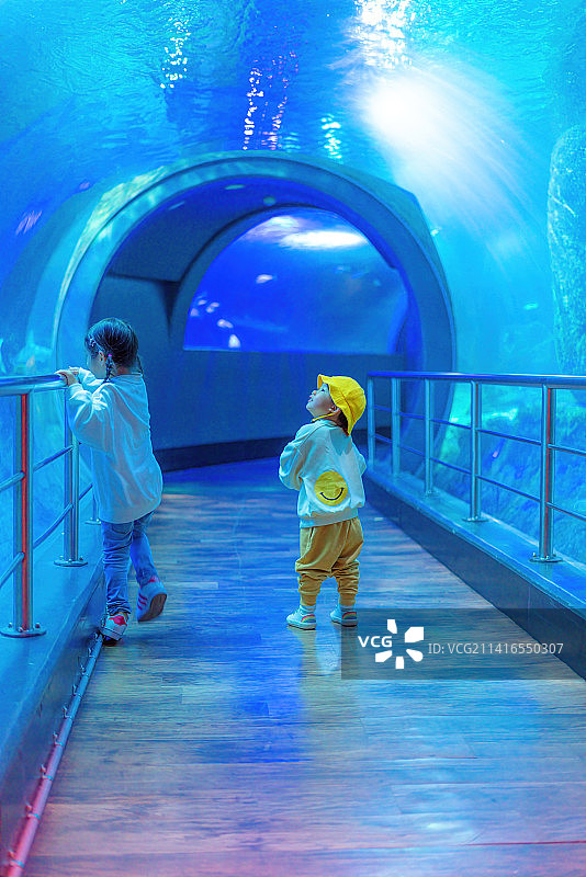 奇幻海洋馆海底隧道里的好奇小伙伴图片素材