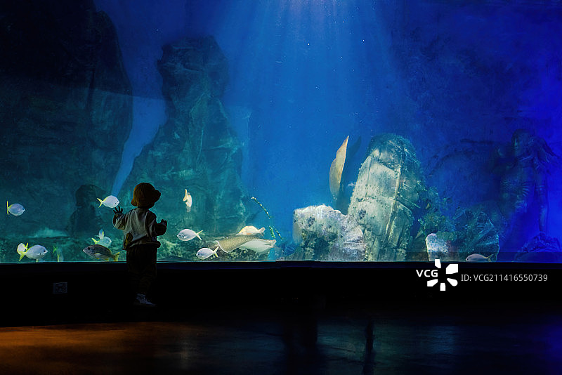 好奇小男孩与奇幻海洋馆里游弋的鱼图片素材