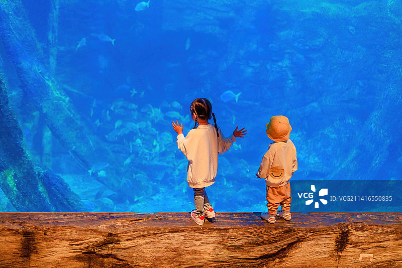 奇幻海洋馆水中世界的两个小伙伴图片素材