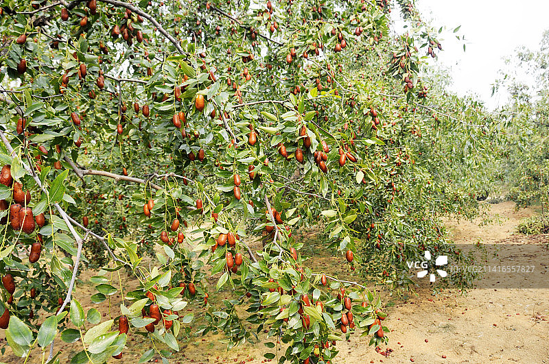 山东枣庄山亭区店子镇万亩枣园硕果累累图片素材