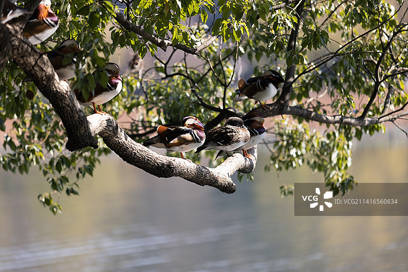 一群站在树上的鸳鸯图片素材