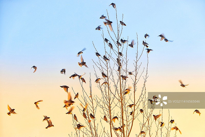 冬日清晨太平鸟图片素材