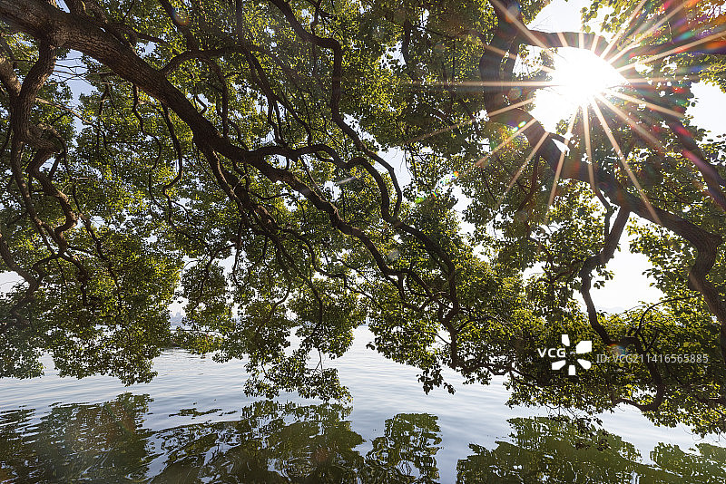 中国杭州西湖边的大树的低角度视图图片素材