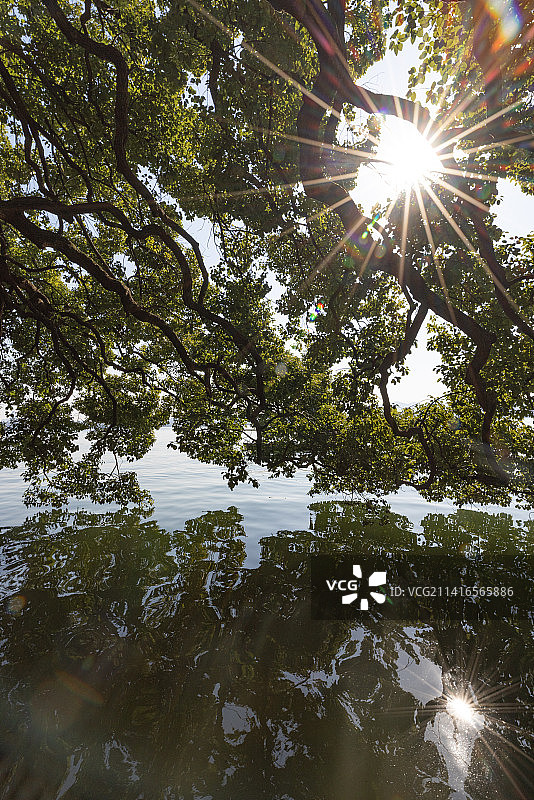 中国杭州西湖边的大树的低角度视图图片素材