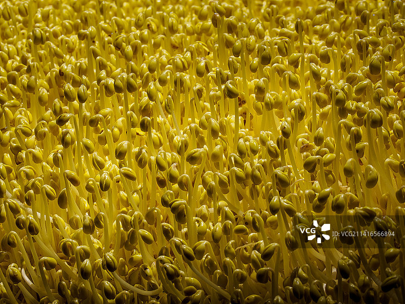 豆芽 黄豆芽 绿豆芽 豌豆苗 食品加工 蔬菜图片素材