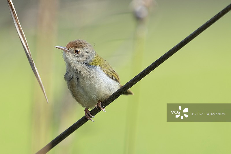长尾缝叶莺图片素材