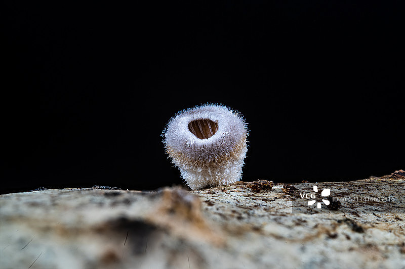 毛筐菌图片素材