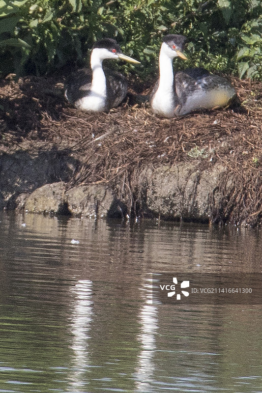 一对坐在巢穴中的西部鸊鷉图片素材